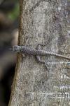 Tropidurus torquatus im Pantanal