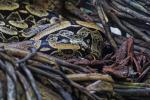 Boa constrictor, Parque des Aves