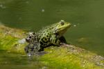 Teichfrosch