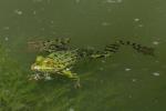 Teichfrosch