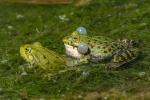 Teichfrosch