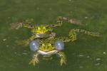 Teichfrosch