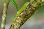 Anolis Biporcatus