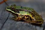 Frosch auf Baumstamm
