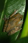 treefrog2