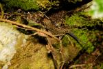 Cyrtodactylus quadrivirgatus