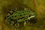 Teichfrosch