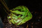 Frosch_2_Vivarium_KA