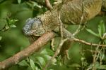 Grüner Leguan an der Leguanbrücke