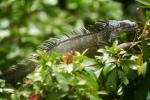 Grüner Leguan an der Leguanbrücke