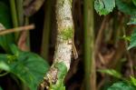 Anolis limifrons