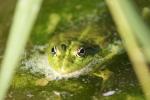 Frosch