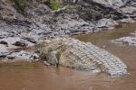 Riesiges Krokodil am Mara