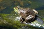 Lithobates catesbeiana