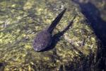 Lithobates catesbeiana