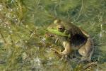 Lithobates catesbeiana