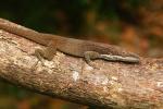 Anolis allisoni