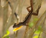 Anolis jubar gibarensis