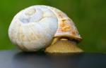 weisse Schnecke