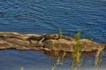 Krokodil am Sabie River