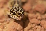 Leopardgecko