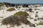 kleine durstige Echse, Lanzarote, der Strand