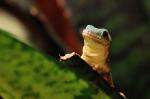Gecko