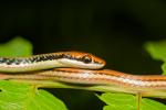 Dendrelaphis pictus