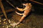 Der Thekenfrosch