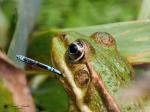 Wasserfrosch_4