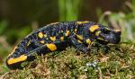 Feuersalamander