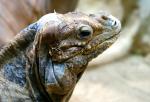 Zu Besuch bei Mr. Leguan