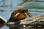 Gelbwangenschildkröte