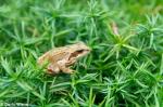 Grasfrosch im Grünen