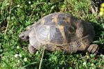 Griechische Landschildkröte 1