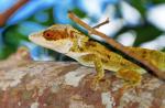 Anolis luteogularis