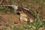 Bufo peltacephalus