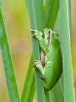 Laubfrosch mit Gästen Hochformat