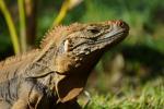 Leguan auf Cuba