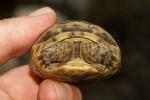 Schildkrötenbaby (2)