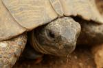 Schildkröte (2)