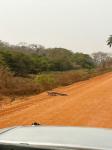 Pantanal