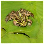 Schönwetterfrosch macht Pause