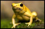 Phyllobates terribilis