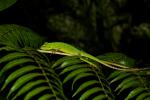 Bronchocela