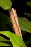 H. frenatus