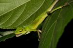 Bronchocela