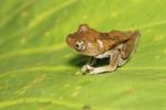 Hypsiboas spec?