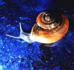 Kellerschnecke