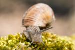 Weinbergschnecke